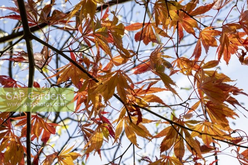 Acer palmatum 'Elegans' has good autumn colour with the leaves glowing a fiery orange in the sunlight.