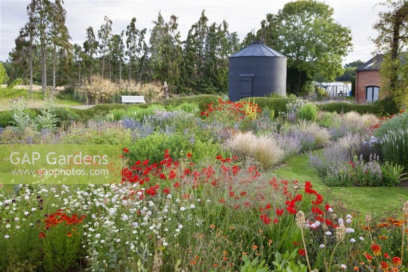 View of the borders at the Cottage Herbery with the vibrant red bed in the foreground, which planting includes Crocosmia 'Lucifer', Geum 'Totally Tangerine', Echinacea 'Cantaloupe', Rudbeckia 'Cherokee Sunset' with a pale lilac seedling of Scabiosa atropurpurea self seeding.