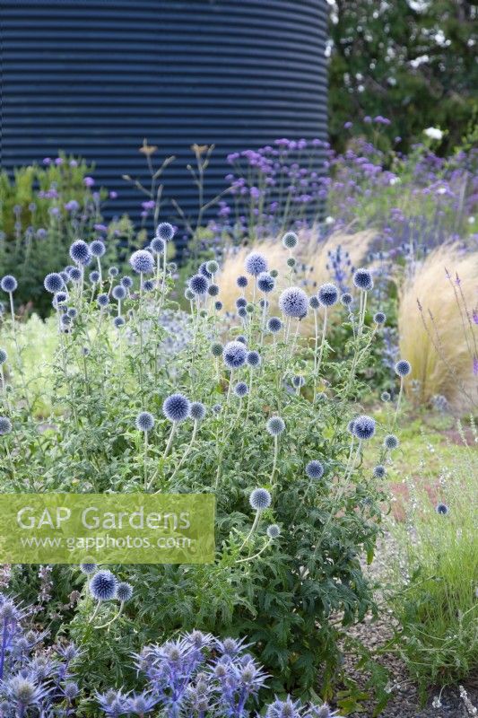 Echinops bannaticus 'Taplow Blue' planted in the gravel garden by the black silo at the Cottage Herbery.