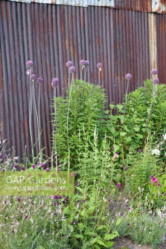 Tall Allium 'Summer Drummer' has been planted with the shorter Allium sphaerocephalon against a rusty metal sheet.