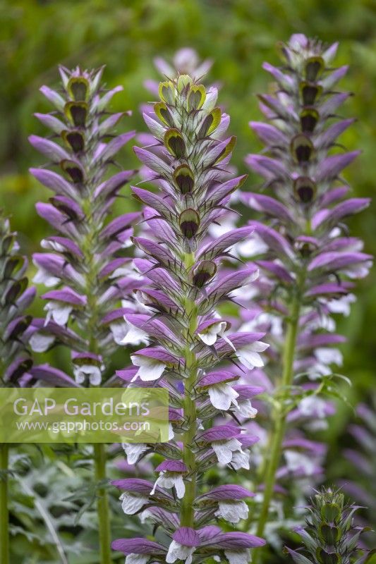 Acanthus spinosus - Bear's breeches
