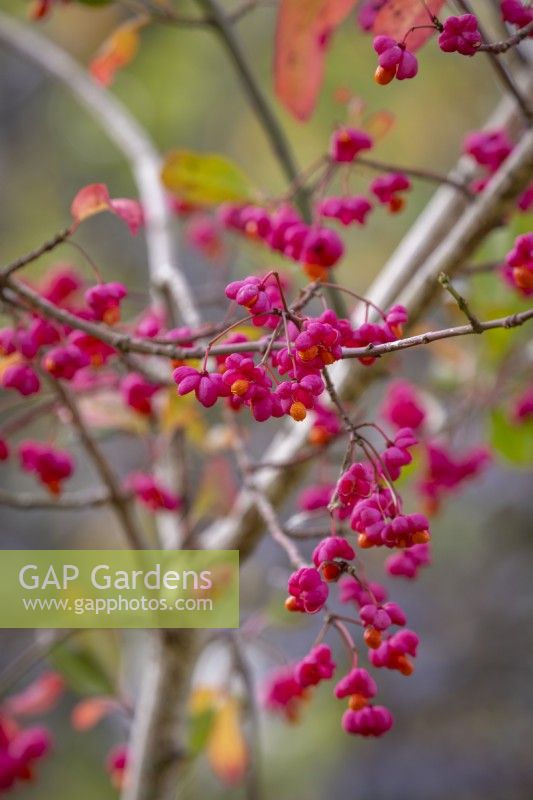 The berries of Euonymus europaeus 'Red Cascade' - Spindle