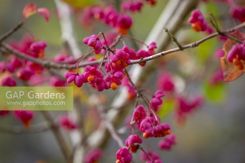The berries of Euonymus europaeus 'Red Cascade' - Spindle