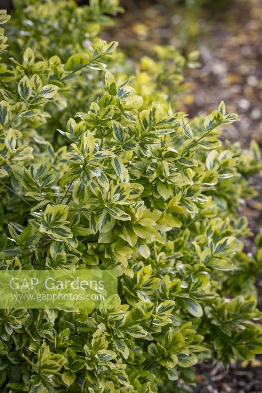 Euonymus fortunei 'Emerald 'n' Gold' AGM. Spindle