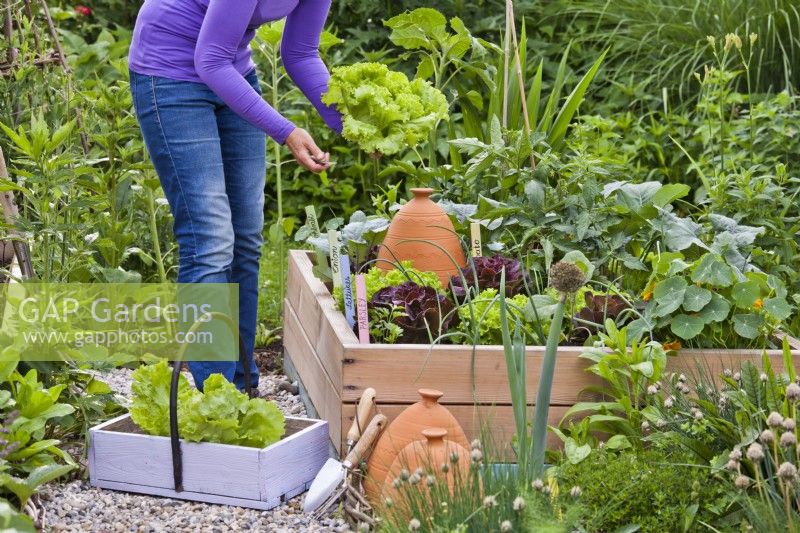 Women harvesting lettuce from raised bed full of growing crops.