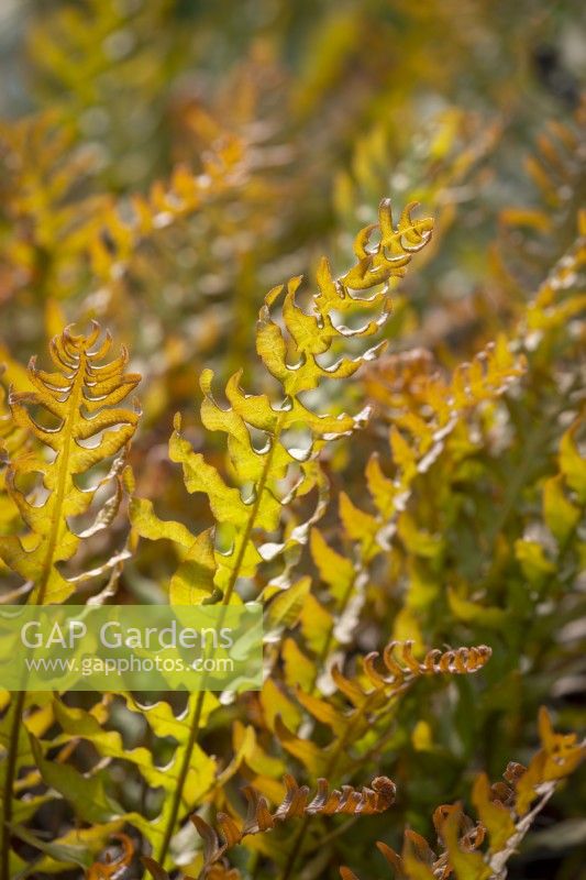 Drynaria sinica - Oak leaf fern - showing bronze young growth