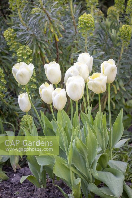 Tulipa 'Ivory Floradale'
