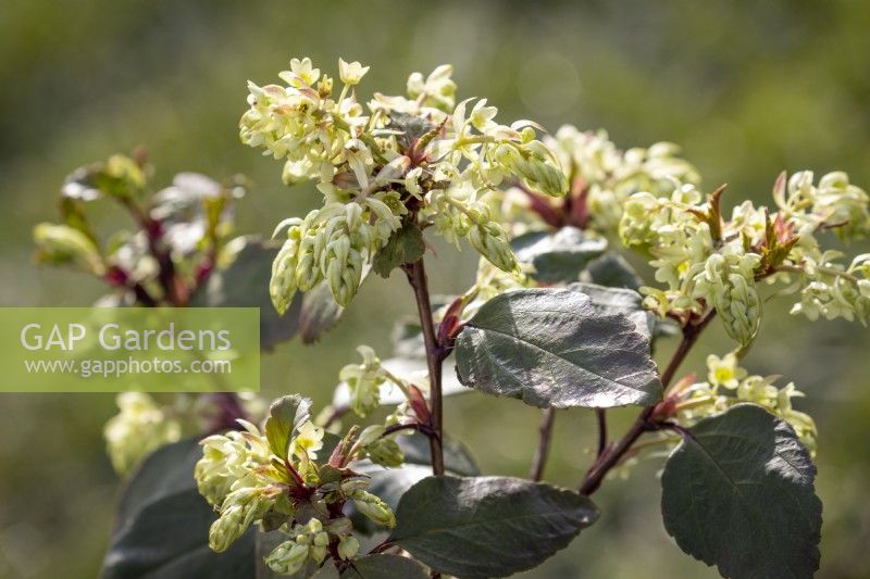 Ribes laurifolium Rosemoor form - Laurel-leaved currant