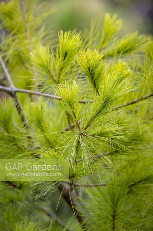 Pinus strobus 'Minima' AGM - Dwarf pine