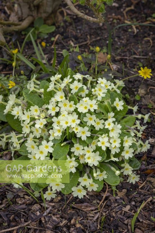 Primula vulgaris - Common primrose
