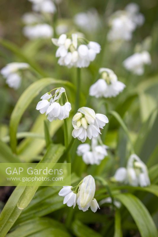 Allium paradoxum var. normale AGM - Quaint Garlic