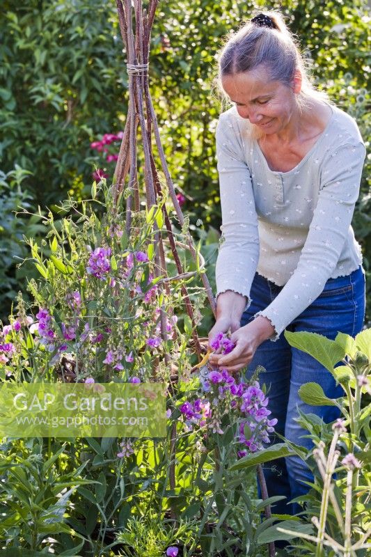 Woman picking sweet peas for a flower bouquet.