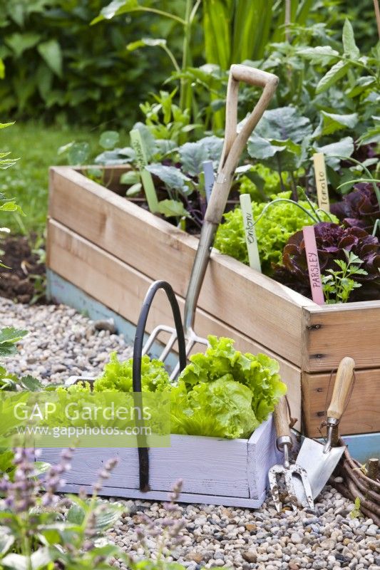 Trug with harvested lettuce infront the raised bed with growing vegetables.