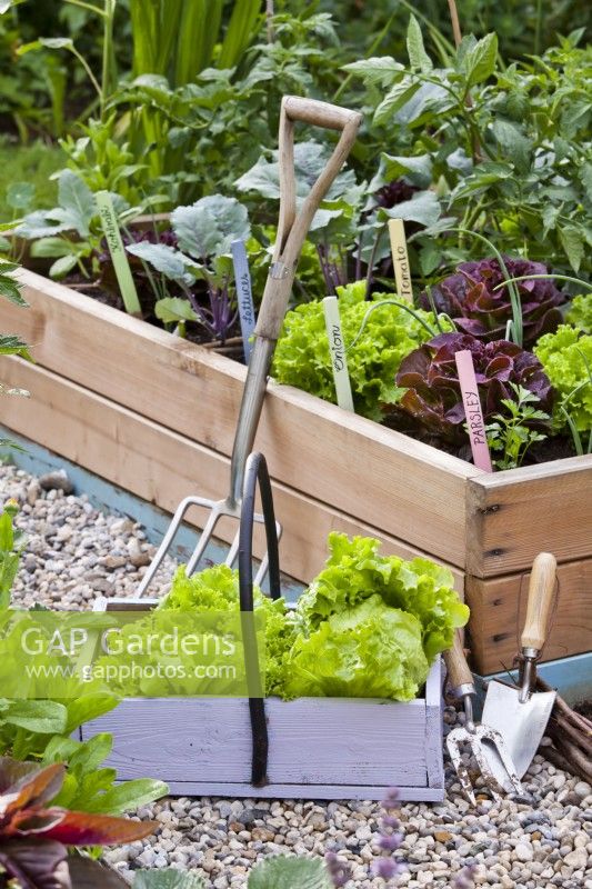 Trug of harvested lettuce beside the raised bed full of growing crops.