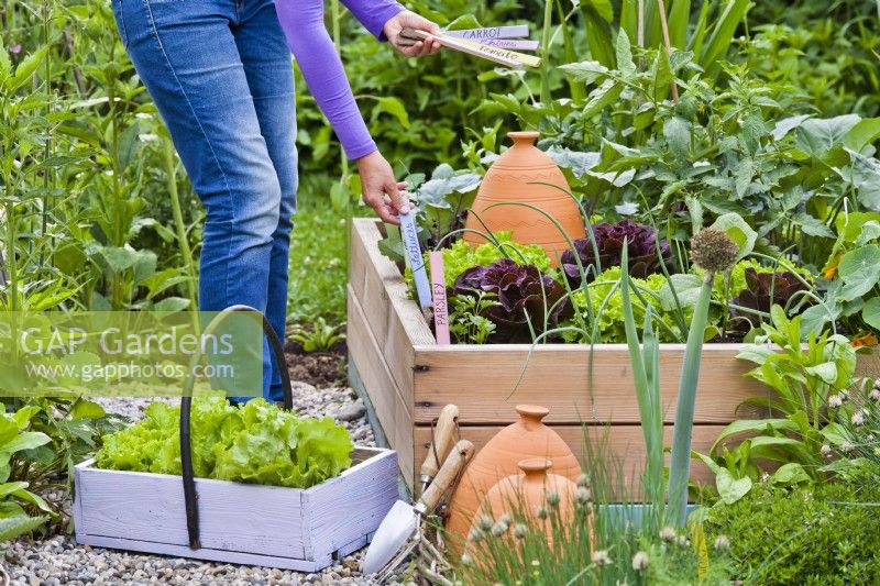 Placing labels in raised bed with growing crops.