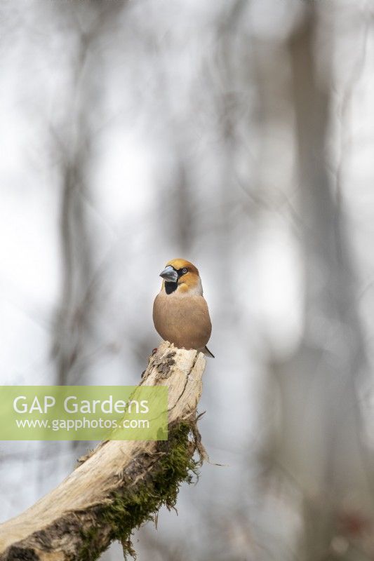  Coccothraustes-Hawfinch male resting on a branch