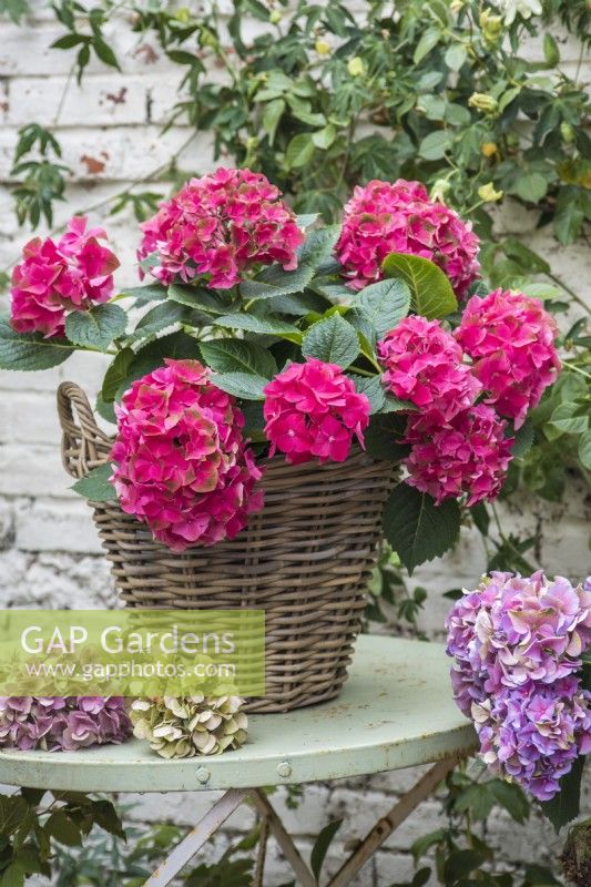Red Hydrangea macrophylla displayed in wicker container on green metal table