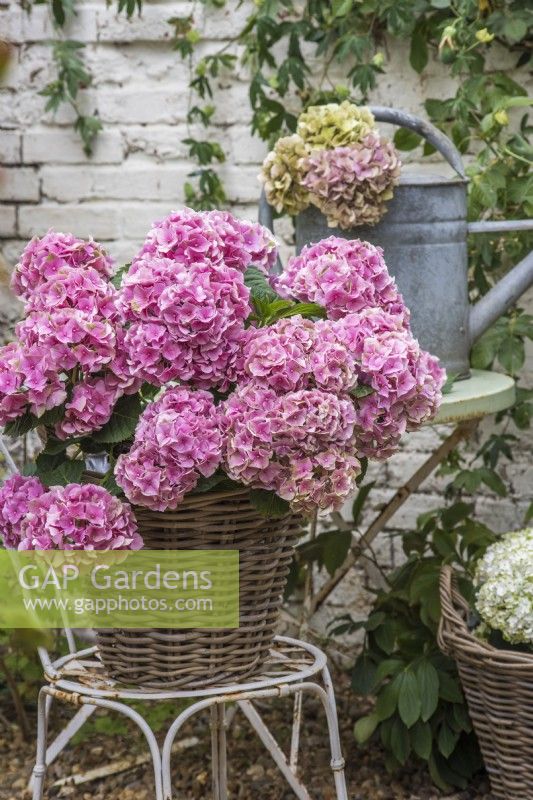 Pink Hydrangea macrophylla displayed in wicker container on white metal chair