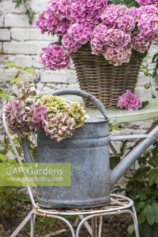 Dried hydrangea flowers in metal watering can on white metal table