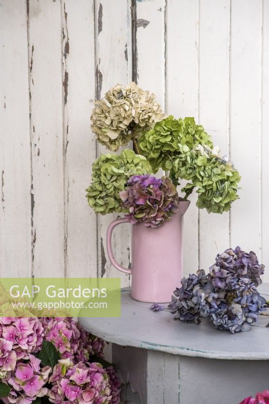 Mixed Hydrangea macrophylla flower heads displayed in pink vase on grey table