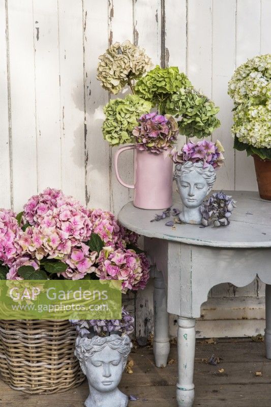 Hydrangea macrophylla flower heads displayed in pink and pottery head vases on grey table and containers of Hydrangeas