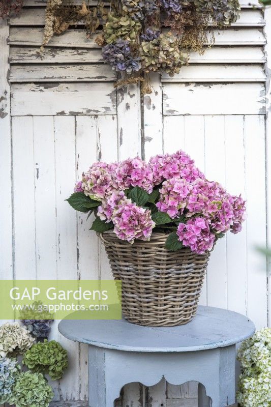 Pink Hydrangea macrophylla displayed in wicker container on grey table wth hanging dried flower heads