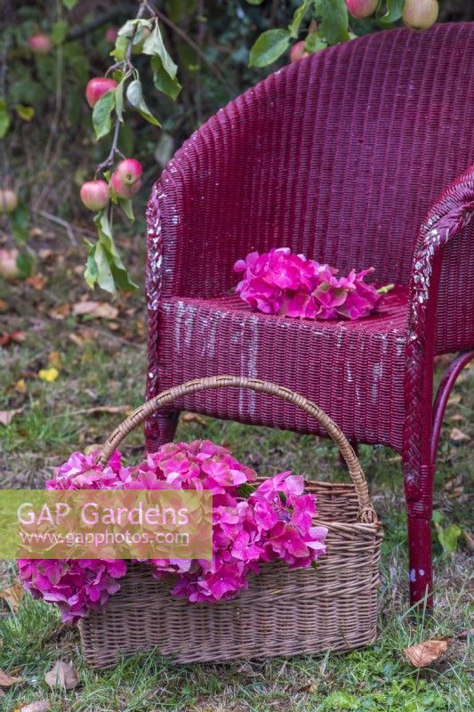 Red Hydrangea macrophylla flowerheads displayed in wicker basket and painted wicker chair