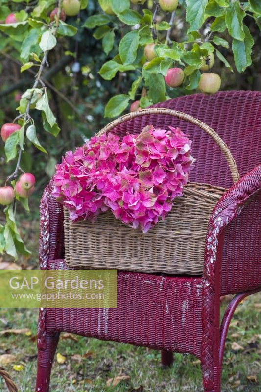 Red Hydrangea macrophylla flowerheads displayed in wicker basket on painted wicker chair in orchard