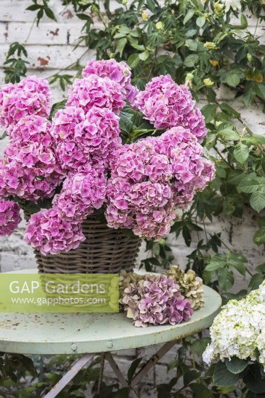 Pink Hydrangea macrophylla displayed in wicker container on green metal table
