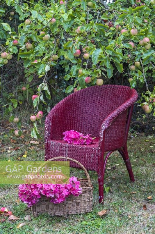 Red Hydrangea macrophylla flowerheads displayed in wicker basket and on painted wicker chair in orchard