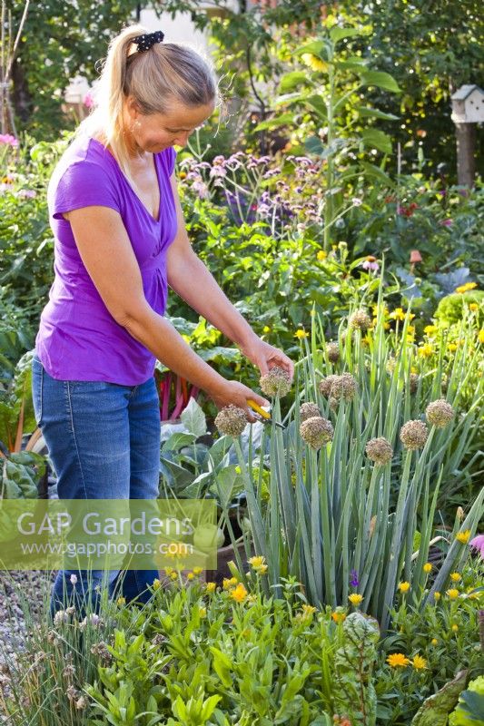 Woman cutting Welsh onion flower to collect seeds.