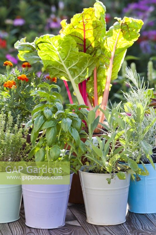 Herbs growing in colourful metal pots - basil, sage, swiss chard, thyme, curry, mangold and French marigold.
