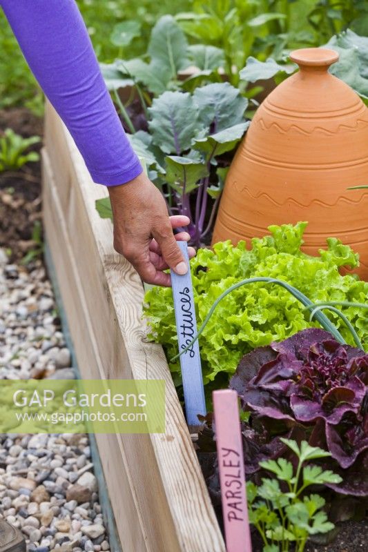 Placing labels in raised bed with growing crops.