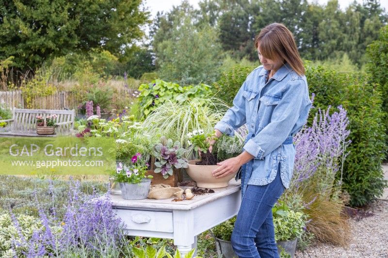 Woman planting violas in container at white potting table