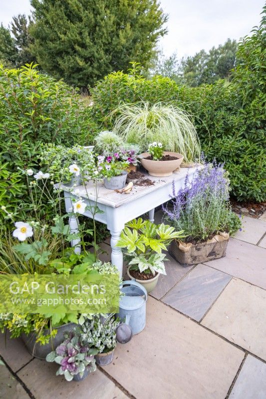 White wooden potting bench arranged with a variety of plants and Violas being planted in container