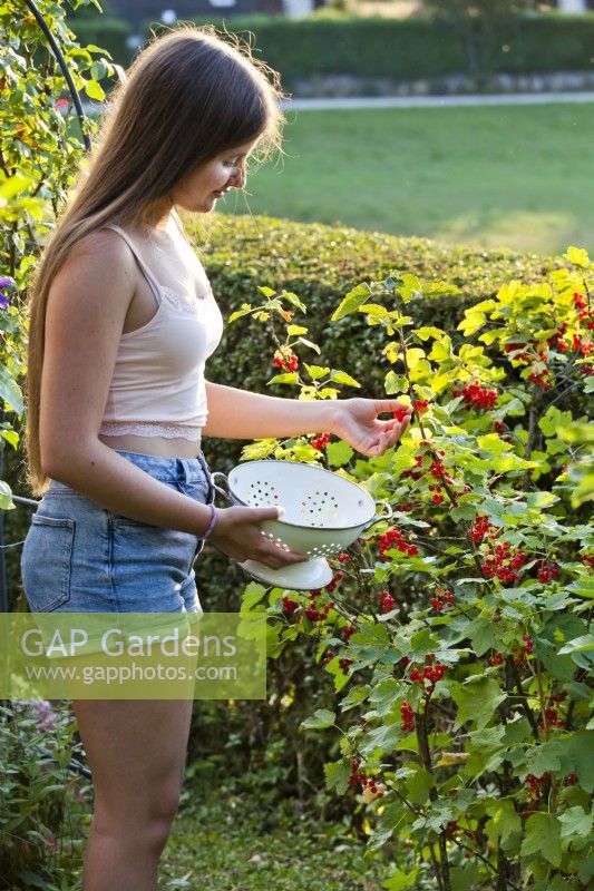 Picking Redcurrants - Ribes rubrum
