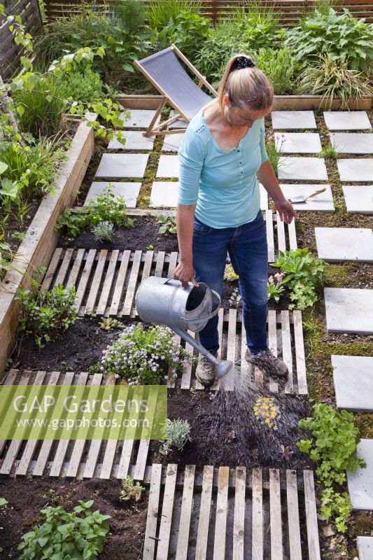 Woman creating drought tolerant flowerbed. The flower bed is separated by slats, which are decorative and at the same time serve as a path. Watering recently planted herbs and perennials.