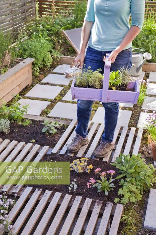 Creating drought tolerant flowerbed. The flower bed is separated by slats, which are decorative and at the same time serve as a path. Woman carrying trug with herb seedlings.