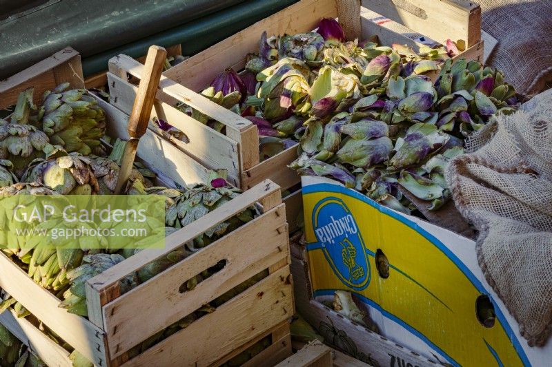 Trimmed globe artichokes with trimming knife and the discarded outer leaves in wooden crates next to market stall.