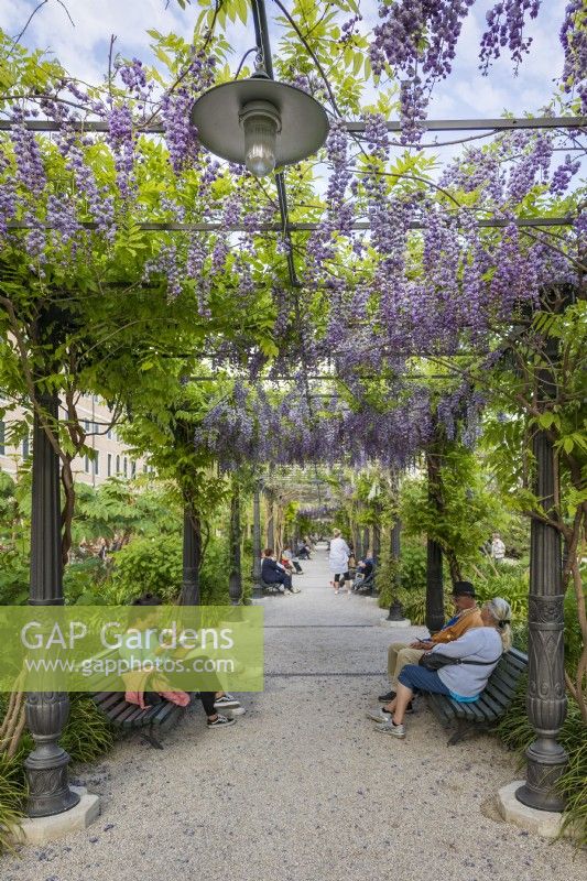 View of wisteria pergola, Wisteria sinensis, in a public garden close to St Mark's Square in Venice. Visitors sit and enjoy the green space in the midst of the city.