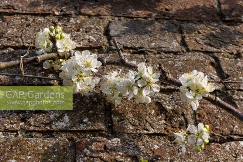 Prunus domestic - Plum Early Transparent Gage Blossom against an old brick wall.