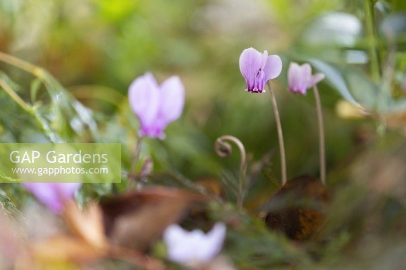  Close up image of a pink cyclamen flower. Selective focus. Whitstone Farm, Devon NGS garden, autumn