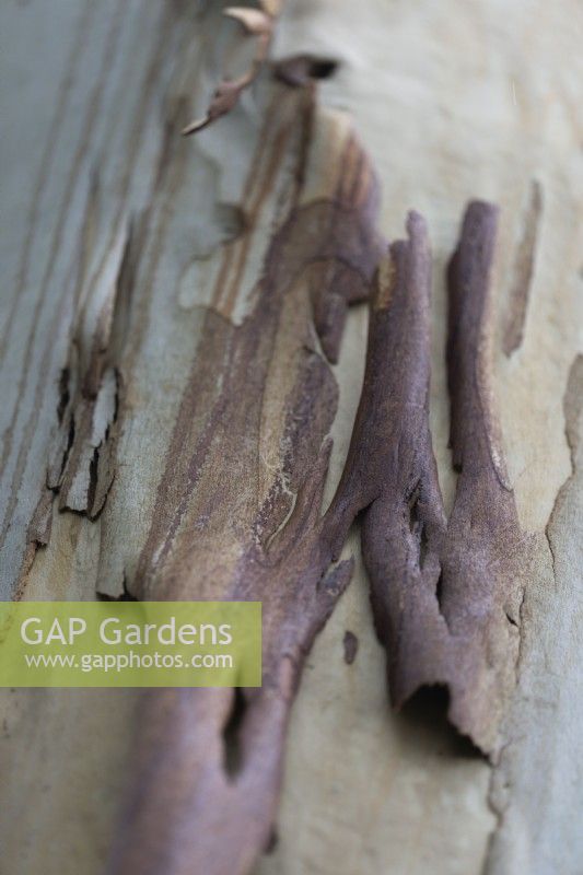 Close up of the bark of a eucalyptus tree. WhitstoneFarm, Devon NGS garden, autumn