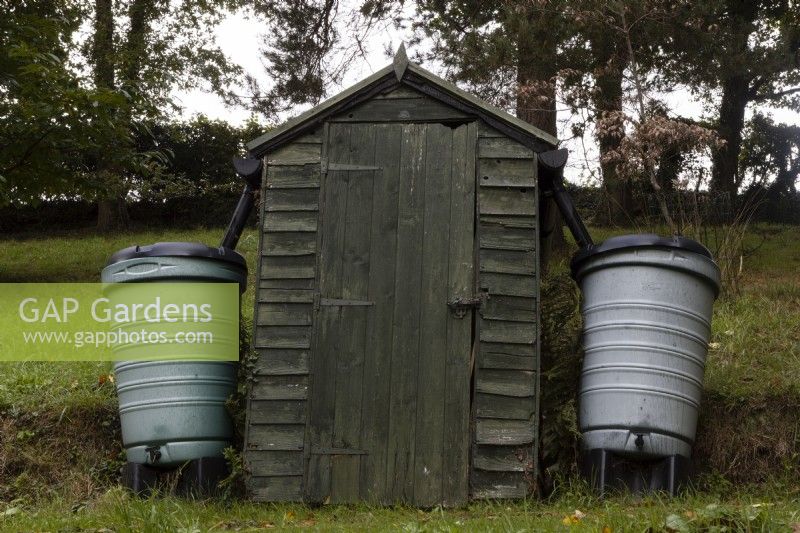 A small shed set in a  woodland garden with water butts either side. Whitstone Farm, Devon NGS garden, autumn