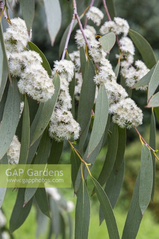 Eucalyptus pauciflora subsp. niphophila - snow gum - June