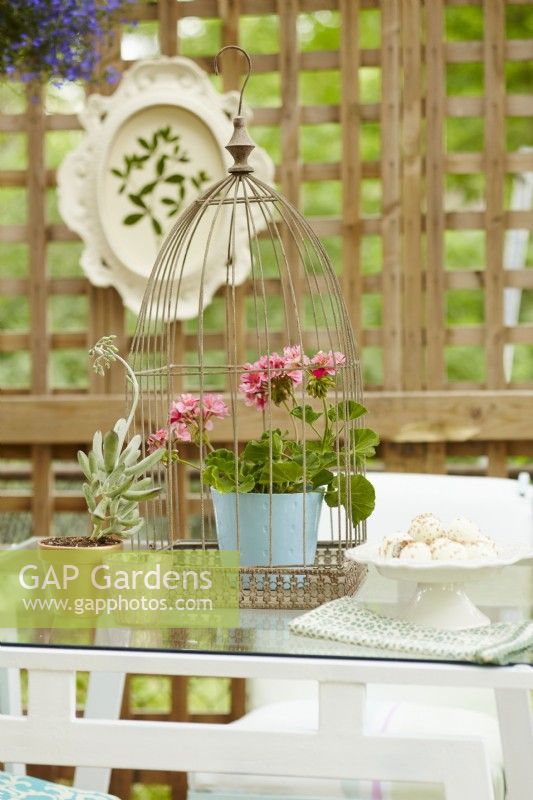 Birdcage on table with pink pelargonium in blue pot on patio