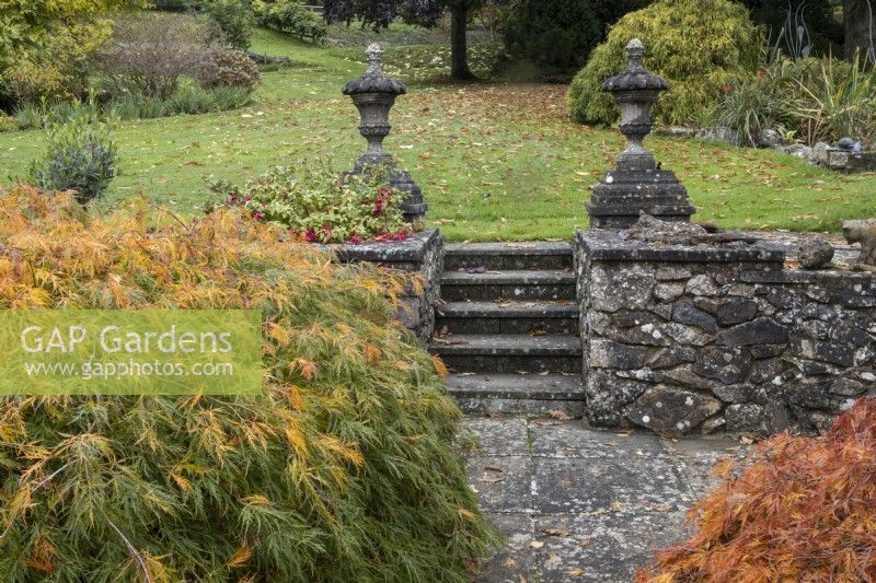 Two low growing acers Acer palmatum 'Viridis' on left either side of a paved path leading to a set of steps with a stone wall either side, topped with stone finials and leading to a lawned area. Whitstone Farm, Devon NGS garden, autumn