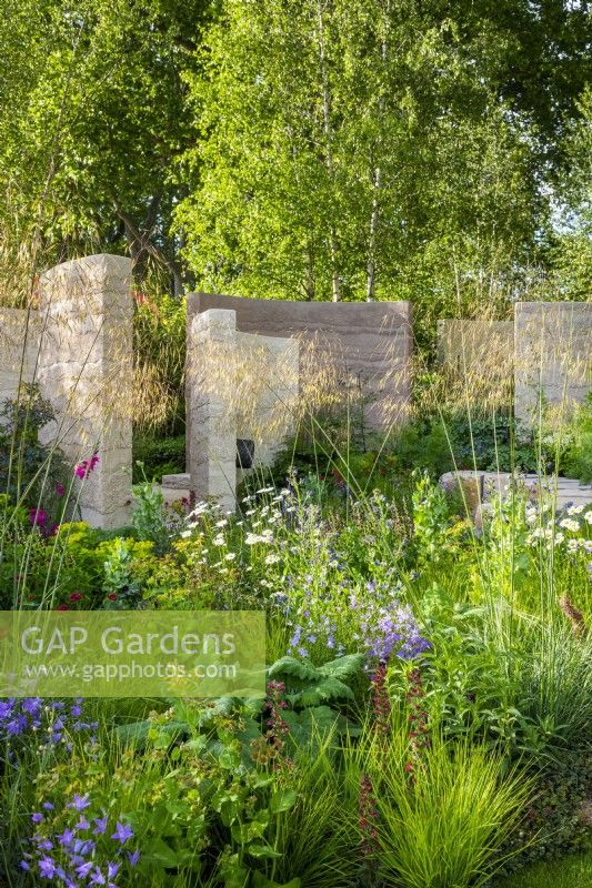 Flowerbed with Stipa gigantea, Leucanthemum vulgare, Campanula patula by curved sculptural walls. The Mind Garden, Designer: Andy Sturgeon, RHS Chelsea Flower Show 2022 - Gold Medal
