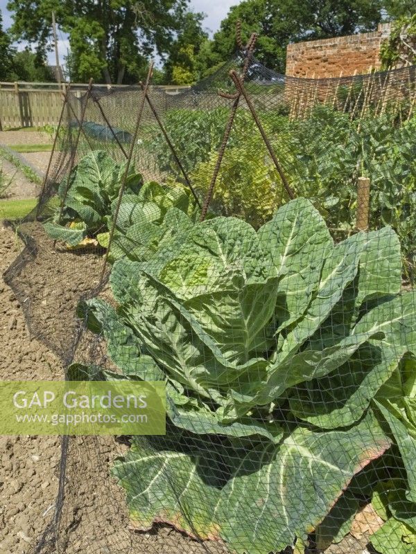 Brassica  - Spring cabbage under netting