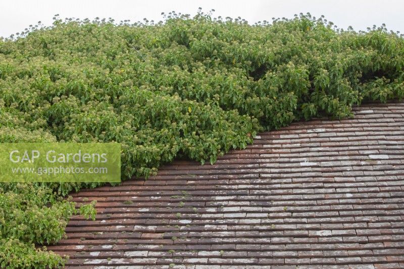 Hedera helix common ivy covering shed roof